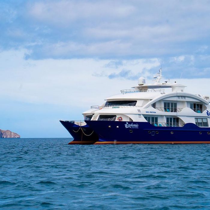 Endemic | Power Catamaran photo 3