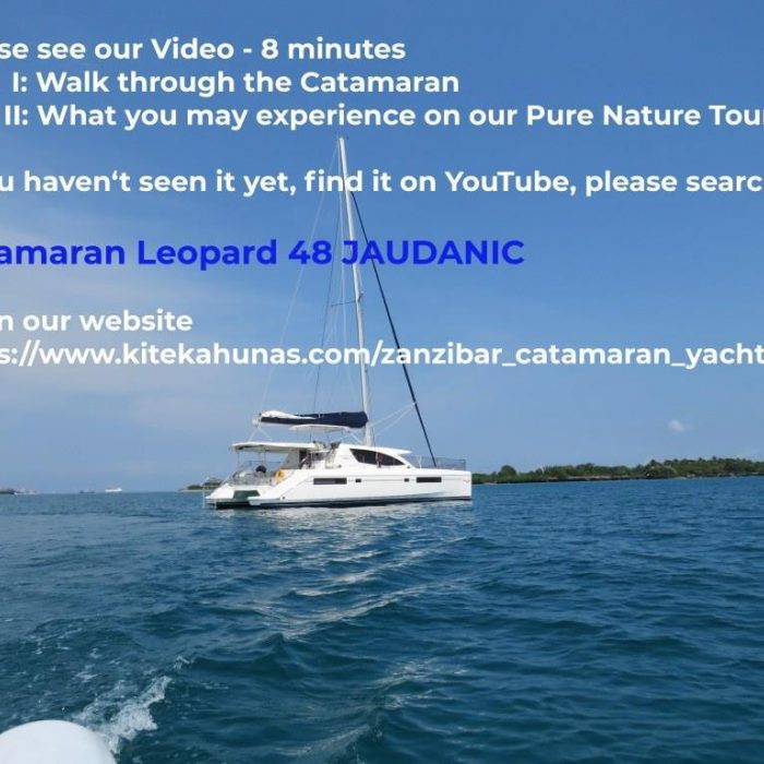 Premium | Leopard 48 photo 51