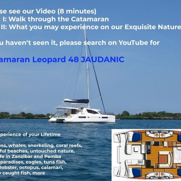 Premium | Leopard 48 photo 54